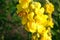 Verbascum thapsus. Yellow flowers of common mullein