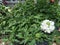 Verbena Aztec white plant flowering