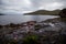 Verbena. beautiful flower, sea and mountain. Faroe islands, Denmark