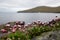 Verbena. beautiful flower, sea and mountain. Faroe islands, Denmark