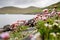 Verbena. beautiful flower, sea and mountain. Faroe islands, Denmark