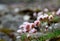 Verbena. beautiful flower, sea and mountain. Faroe islands, Denmark