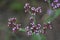 Verbena bonariensis