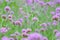 Verbena Bonariensis (Argentinian Vervain or Purpletop Vervain, Clustertop Vervain, Tall Verbena, Pretty Verbena).