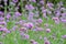 Verbena Bonariensis Argentinian Vervain or Purpletop Vervain, Clustertop Vervain, Tall Verbena, Pretty Verbena, purple flower,