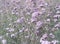 Verbena bonariensis flowers field