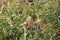 Verbena bonariensis flowers and miscanthus nepalensis