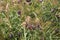 Verbena bonariensis flowers and miscanthus nepalensis