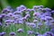 Verbena bonariensis in garden