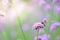 Verbena Bonariensis with honey bee getting nectar from pollination process (Argentinian Vervain or Purpletop Vervain.