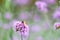 Verbena Bonariensis with honey bee getting nectar from pollination process (Argentinian Vervain or Purpletop Vervain.