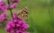 Verbena bonariensis pink flower with a Vanessa cardui butterfly searching for nectar