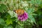 Verbena bonariensis pink flower with a Vanessa cardui butterfly searching for nectar