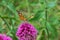 Verbena bonariensis pink flower with a Vanessa cardui butterfly searching for nectar