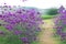 Verbena bonariensis,Purple Flowers