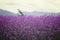 Verbena bonariensis,Purple Flowers