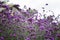 Verbena bonariensis,Purple Flowers