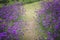 Verbena bonariensis,Purple Flowers