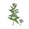 Verbena bonariensis purpletop, Argentinian vervain. Hand draw sketch