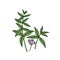 Verbena bonariensis purpletop, Argentinian vervain. Hand drawn vector illustration