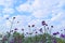 Verbena Bonariensis or Purpletop Vervain Field against Morning Sky