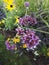 Verbena bonariensis, tall perennial with its purple flowers