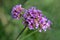 Verbena Buenos Aires is almost maintenance free, suitable for any garden and goes well with other garden flowers.
