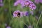 Verbena with Bumblebee