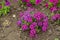 Verbena with burgundy colored flowers with white eye in July