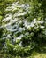 Verbena bush in bloom covered in white flowers
