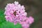 Verbena flower