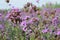 Verbena Flower In a beautiful garden A purple flower That is naturally beautiful Focus on the verbena clearly And other parts will