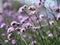 Verbena flower blooming in garden and filed