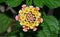 Verbena flower closeup