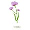 Verbena flower icon, cartoon style