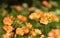 Verbena flowers