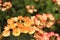 Verbena flowers