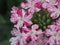 Verbena flowers, close-up shot. An inflorescence of small flowers with variegated red and white petals