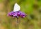 Verbena flowers with Large White Butterfly