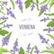 Verbena flowers and leaves card template with copy space. branch boxing. Verbenaceae medicinal herb