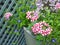 Verbena growing in small space garden potted plants