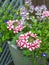 Verbena growing in small space garden potted plants