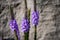 Verbena hastata American Vervain, Blue Vervain, Simpler`s Joy or Swamp Verbena. A flowering plant in the Vervain family,