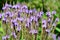 Verbena hastata beautiful purple flowers