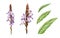 Verbena herb element organic watercolor set. Hand drawn vervain plant collection. Purple natural organic flowers with