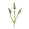 Verbena herb organic watercolor image. Hand drawn vervain plant element. Purple natural organic flowers on green stems