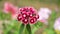 Verbena Hybrid Red Pink White Flowers HD Footage