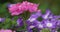 Verbena hybrida. Coloured Ornemental flowers.
