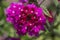 Verbena hybrida vervain ornamental colorful garden flowers in bloom, beautiful flowering plants