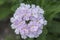 Verbena hybrida vervain ornamental colorful garden flowers in bloom, beautiful flowering plants